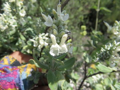 Salvia candicans