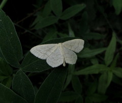 Scopula floslactata