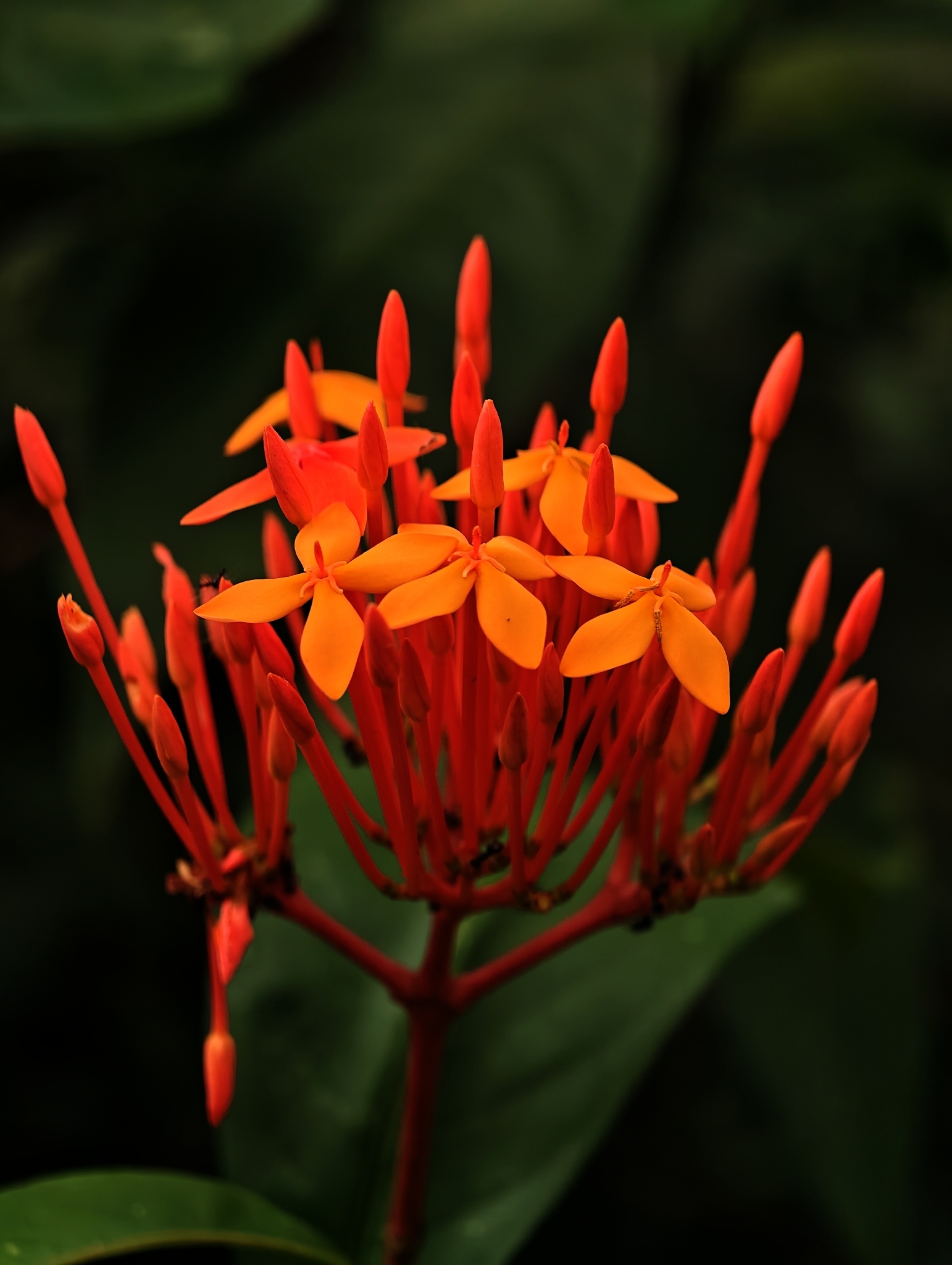 Coralillo