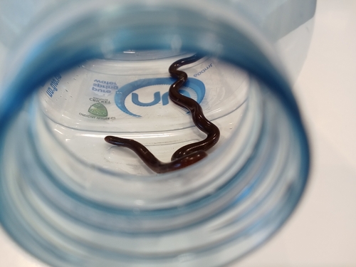 Blind snakes sighting