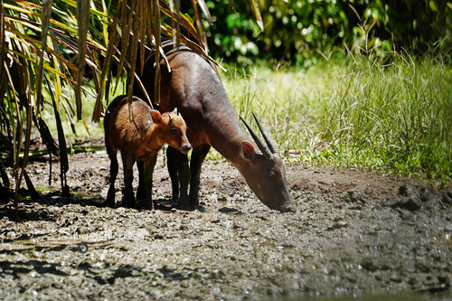 Bubalus depressicornis