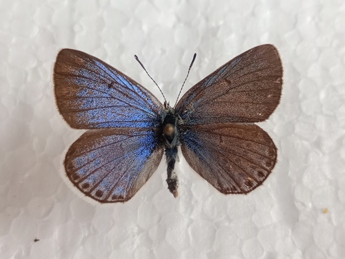 Plebejus eversmanni