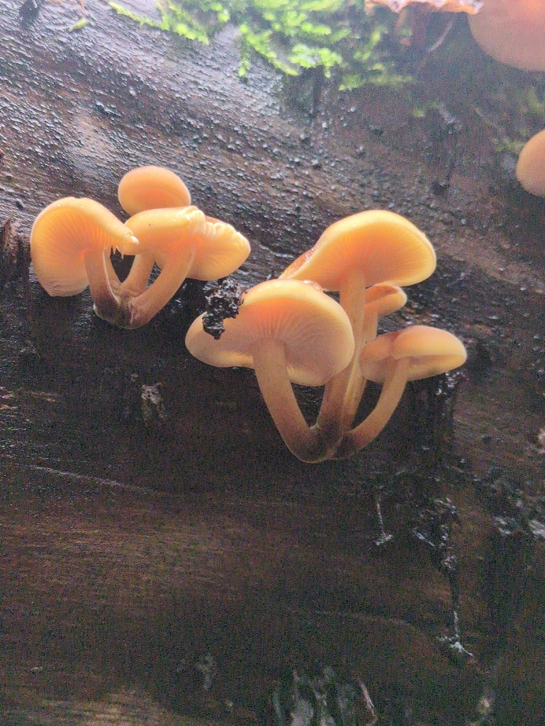 Flammulina · November 2025 · photo: © vincent_b (iNaturalist, cc-by)