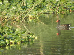 Gallinula galeata