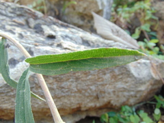 Aldama ensifolia