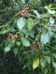 Cordia caffra