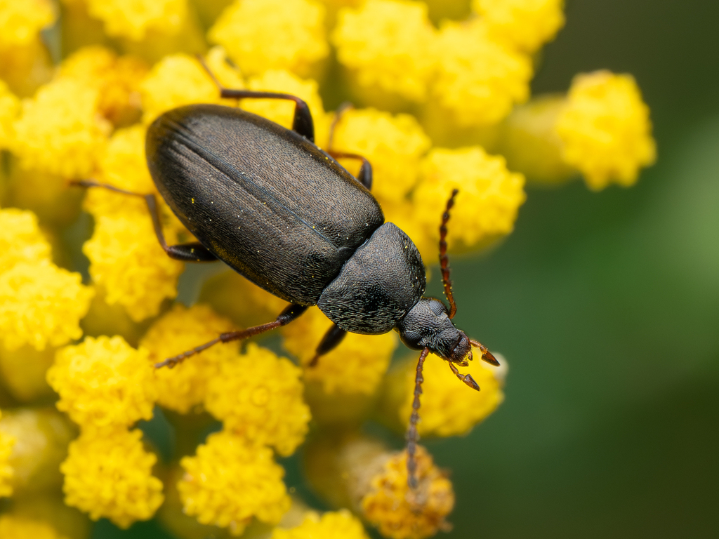 Neocistela ovalis