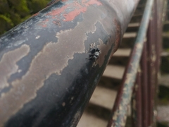 Polyrhachis