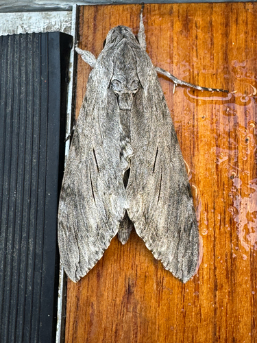 Convolvulus Hawkmoth