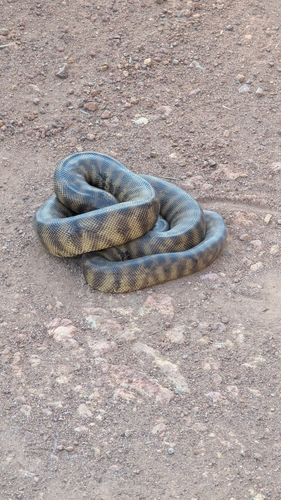 Black-headed Python sighting