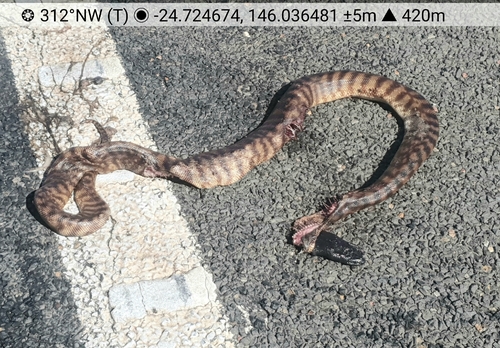 Black-headed Python sighting