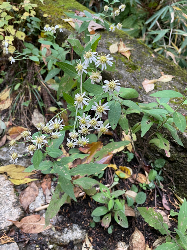 Aster semiamplexicaulis iNat (1)