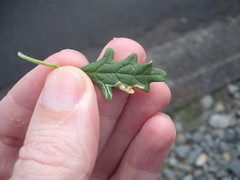 Liriomyza chenopodii