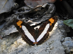 Adelpha paroeca paroeca