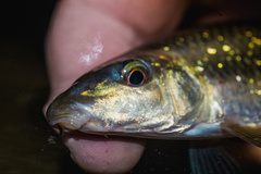 Sharpfin Chubsucker photo 5