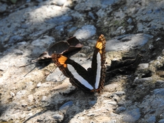 Adelpha paroeca paroeca