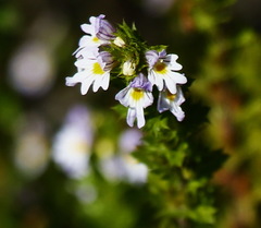 Euphrasia maximowiczii