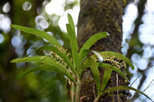 Eria rostriflora observed 2025-11-27
