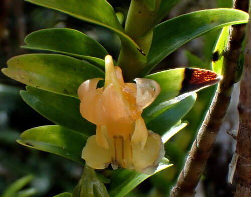 Dendrobium austrocaledonicum Schltr.