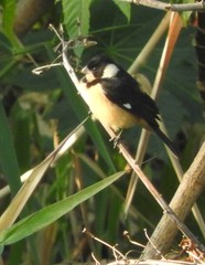 Sporophila torqueola