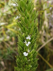 Muraltia alba