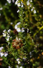 Euphrasia maximowiczii