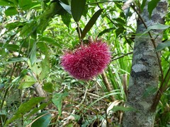 Syzygium wilsonii