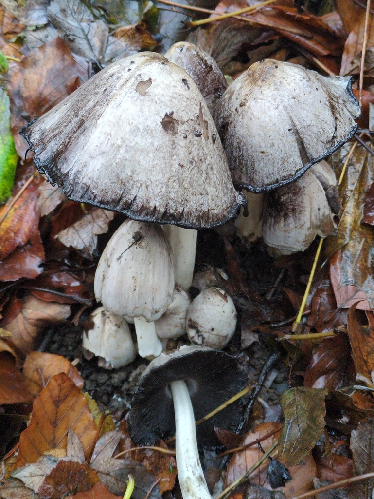 Coprinopsis atramentaria · November 2025 · photo: © vincent_b (iNaturalist, cc-by)