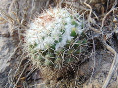Mammillaria scrippsiana