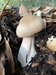 Entoloma subsaundersii