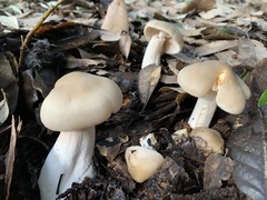 Entoloma subsaundersii