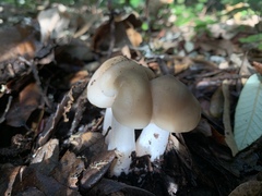 Entoloma subsaundersii