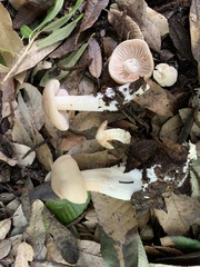 Entoloma subsaundersii