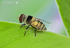 Palpada pusilla