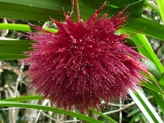 Syzygium wilsonii