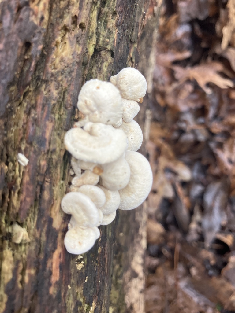 Panellus stipticus · November 2025 · photo: © empressmoth (iNaturalist, cc0)