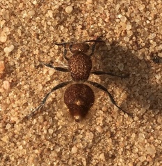 Ephutomorpha ferruginata