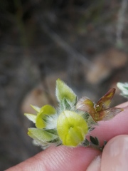 Aspalathus tridentata tridentata