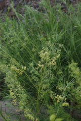 Gomphocarpus fruticosus decipiens