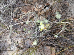 Aspalathus tridentata tridentata