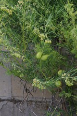 Gomphocarpus fruticosus decipiens