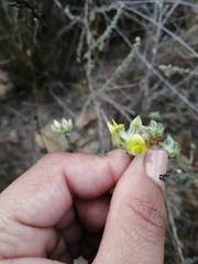 Aspalathus tridentata tridentata