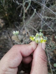Aspalathus tridentata tridentata