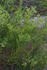 Gomphocarpus fruticosus decipiens