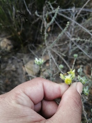 Aspalathus tridentata tridentata