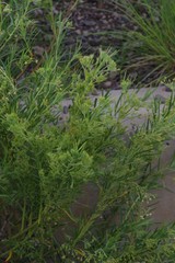 Gomphocarpus fruticosus decipiens