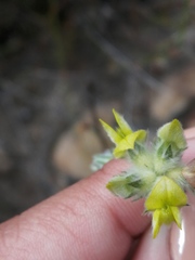 Aspalathus tridentata tridentata