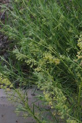 Gomphocarpus fruticosus decipiens