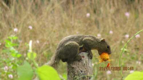 Callosciurus notatus