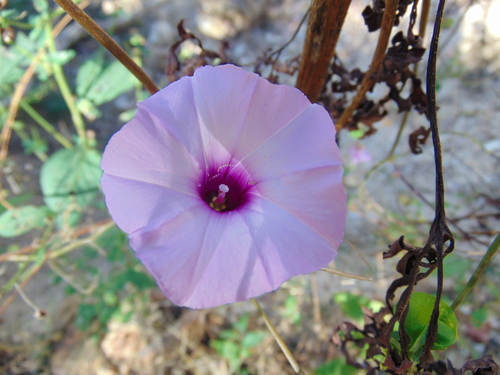 Ipomoea trifida iNat (1)